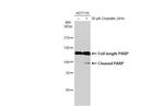 PARP1 Antibody in Western Blot (WB)