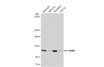 PARP1 Antibody in Western Blot (WB)