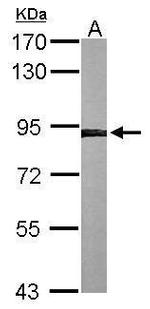 Calnexin Antibody in Western Blot (WB)