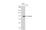 Calnexin Antibody in Western Blot (WB)