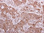 Calnexin Antibody in Immunohistochemistry (Paraffin) (IHC (P))