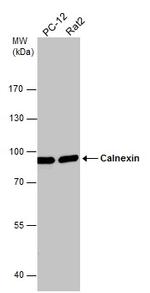 Calnexin Antibody in Western Blot (WB)