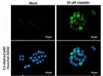 p21 Antibody in Immunocytochemistry (ICC/IF)