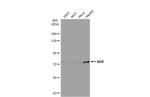 TBK1 Antibody in Western Blot (WB)