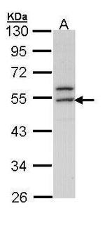 ERG Antibody in Western Blot (WB)