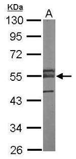 ERG Antibody in Western Blot (WB)