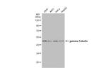 gamma Tubulin Antibody in Western Blot (WB)