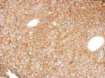 Annexin A4 Antibody in Immunohistochemistry (Paraffin) (IHC (P))