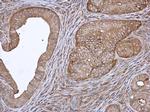 Annexin A4 Antibody in Immunohistochemistry (Paraffin) (IHC (P))