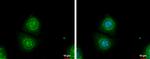 Galectin 3 Antibody in Immunocytochemistry (ICC/IF)