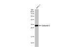 Galectin 3 Antibody in Western Blot (WB)