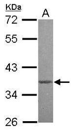 MBD3 Antibody in Western Blot (WB)