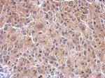 HIF1AN Antibody in Immunohistochemistry (Paraffin) (IHC (P))