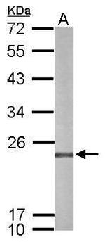 PRDX4 Antibody in Western Blot (WB)