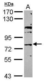 ABCG4 Antibody in Western Blot (WB)