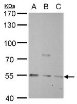 NAMPT Antibody in Western Blot (WB)