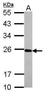 IL17C Antibody in Western Blot (WB)