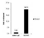 SMYD3 Antibody in ChIP Assay (ChIP)