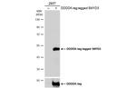 SMYD3 Antibody in Western Blot (WB)