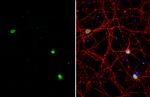 BAF53B Antibody in Immunocytochemistry (ICC/IF)