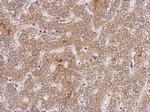 OXSM Antibody in Immunohistochemistry (Paraffin) (IHC (P))