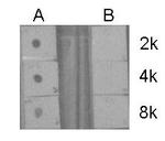 H3R17me2a Antibody in Dot Blot (DB)