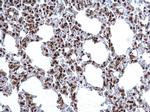 H3R17me2a Antibody in Immunohistochemistry (Paraffin) (IHC (P))