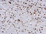 H3R17me2a Antibody in Immunohistochemistry (Paraffin) (IHC (P))