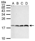 H3R17me2a Antibody in Western Blot (WB)