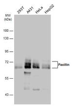 Paxillin Antibody in Western Blot (WB)