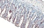 USP7 Antibody in Immunohistochemistry (Paraffin) (IHC (P))