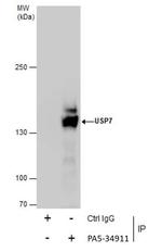 USP7 Antibody in Immunoprecipitation (IP)