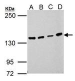 USP7 Antibody in Western Blot (WB)