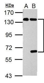 USP7 Antibody in Western Blot (WB)