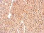 RAD26L Antibody in Immunohistochemistry (Paraffin) (IHC (P))