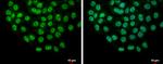 SLU7 Antibody in Immunocytochemistry (ICC/IF)