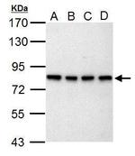 SLU7 Antibody in Western Blot (WB)