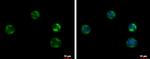 AID Antibody in Immunocytochemistry (ICC/IF)