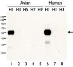 Influenza A H1N1 HA Antibody in Western Blot (WB)