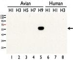 Influenza A H9N2 HA Antibody in Western Blot (WB)