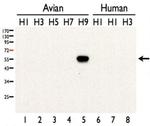 Influenza A H9N2 HA Antibody in Western Blot (WB)