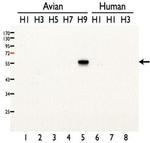 Influenza A H9N2 HA Antibody in Western Blot (WB)