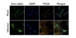 Influenza A H1N1 HA Antibody in Immunocytochemistry (ICC/IF)