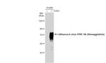 Influenza A H1N1 HA Antibody in Western Blot (WB)