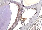 Influenza A H3N2 HA Antibody in Immunohistochemistry (Paraffin) (IHC (P))