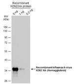 Influenza A H3N2 HA Antibody in Western Blot (WB)