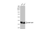 hnRNP A2B1 Antibody in Western Blot (WB)