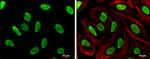 hnRNP A2B1 Antibody in Immunocytochemistry (ICC/IF)