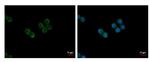 NFATC2 Antibody in Immunocytochemistry (ICC/IF)