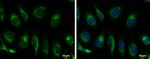 GRP78 Antibody in Immunocytochemistry (ICC/IF)